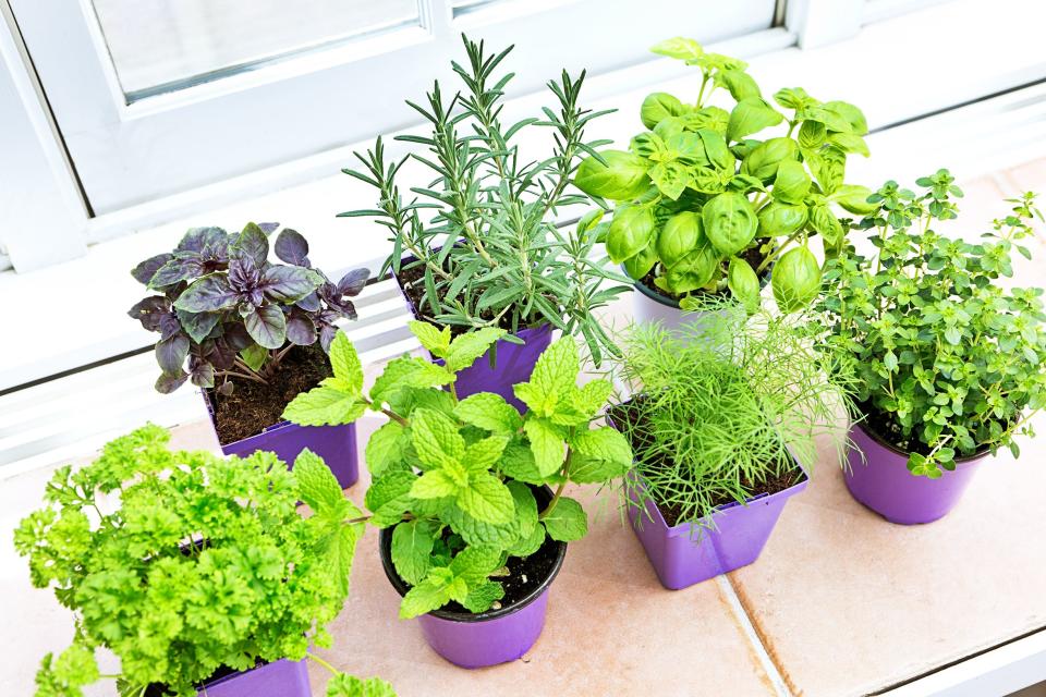 <p>Put your green thumb to work-and save yourself a trip to the farmer’s market-by growing your own veggies, fruits, herbs, and other foods indoors year-round. </p><p>To get started, you'll need a pot with drainage holes and specially designed <a rel="nofollow noopener" href="https://www.amazon.com/Miracle-Indoor-Potting-72776430-Quart/dp/B01JIRJK8S/" target="_blank" data-ylk="slk:indoor potting soil;elm:context_link;itc:0;sec:content-canvas" class="link ">indoor potting soil</a>. While some options can grow in small planters, larger veggies will require big and deep containers so their roots have space to flourish. And to ensure your soil drains properly (no soggy pots allowed!), it may be helpful to DIY your very own mixture by adding some <a rel="nofollow noopener" href="https://www.amazon.com/Espoma-PR8-8-Quart-Organic-Perlite/dp/B002Y0AK6S/" target="_blank" data-ylk="slk:organic perlite;elm:context_link;itc:0;sec:content-canvas" class="link ">organic perlite</a> into high-quality potting soil.</p><p>Once you’ve got your supplies, find yourself a sunny window (veggies will need at least 4-6 hours of sunshine while fruits will need at least 8-10 hours daily), and get to potting.<br><br>When it comes to watering, each plant will be a bit different, but it’s always best to remember the old adage: less is more. And here’s a <em>sage</em> idea: Set up a <a rel="nofollow noopener" href="https://www.amazon.com/LEVOIT-Cool-Mist-Humidifier-Large-Capacity/dp/B07C96NK8P/" target="_blank" data-ylk="slk:cool mist humidifier;elm:context_link;itc:0;sec:content-canvas" class="link ">cool mist humidifier</a> near your indoor garden to help simulate their typical outdoor conditions and to prevent them from drying out. <br><br>To give your plants an extra boost-especially when those dreary winter days roll around-invest in powerful <a rel="nofollow noopener" href="https://www.amazon.com/Roleadro-Hydroponic-Greenhouse-Succulents-Seedlings/dp/B01IVQ96KY/" target="_blank" data-ylk="slk:grow lights;elm:context_link;itc:0;sec:content-canvas" class="link ">grow lights</a>, which start at just $33. You can also achieve faster growth (and do less work!) when it comes to herbs with an <a rel="nofollow noopener" href="https://www.amazon.com/AeroGarden-Sprout-Gourmet-Herb-Black/dp/B010NBJLZU/" target="_blank" data-ylk="slk:AeroGarden kit;elm:context_link;itc:0;sec:content-canvas" class="link ">AeroGarden kit</a>, which you can pick up for just $60.<br><br>Without grow lights, you can still expect to see sprouting rather quickly, but it will likely be several weeks to months before you can cut and enjoy your goodies. Follow these tips, choose from one of our favorite options below, and you'll be harvesting your own indoor crops in no time.<br></p>