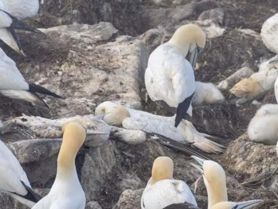 This photo of a gannet colony was taken by Chris Mooney at Bird Rock in Cape St Mary's on July 17. Preliminary testing shows the Cape St. Mary's seabirds died from avian flu.  (Submitted by Bill Montevecchi - image credit)