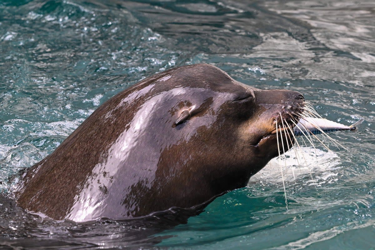 Seals live in the open sea, feeding on fish, crustaceans, sea birds and more (AFP via Getty Images)