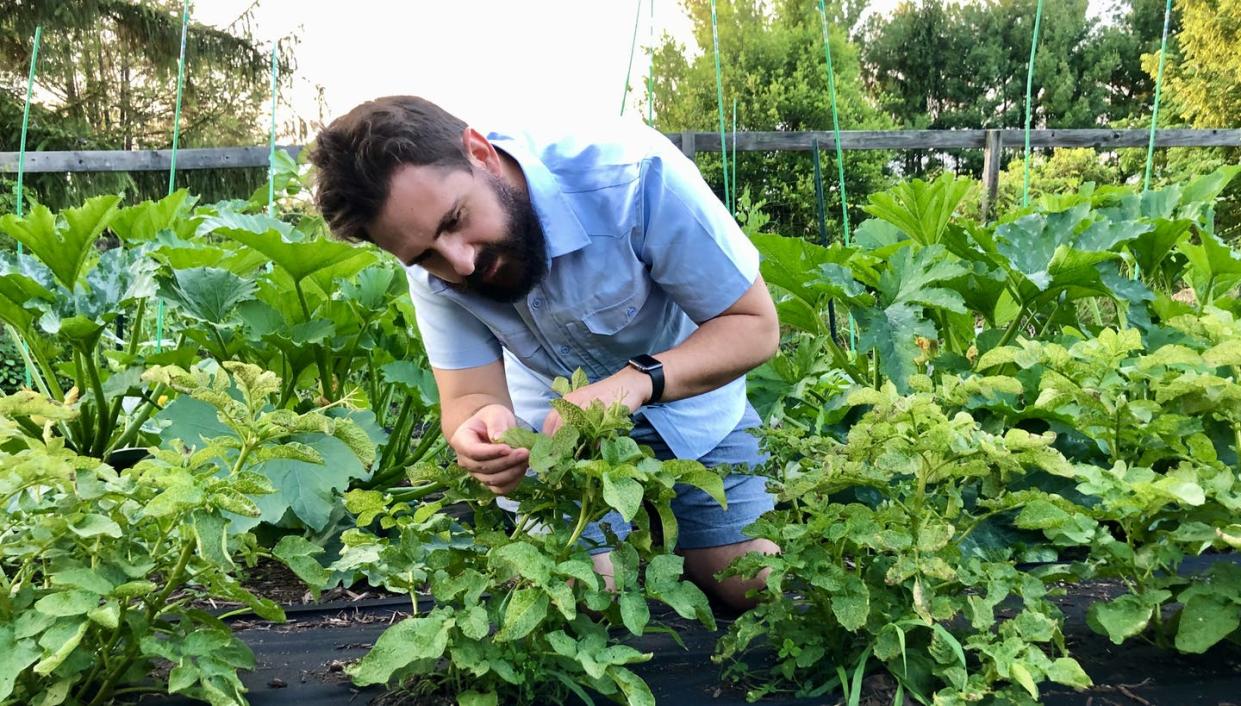 <span class="caption">Entomologist Brian Lovett examines flea beetle-infested potatoes in Morgantown, West Virginia.</span> <span class="attribution"><span class="source">Matt Kasson</span>, <a class="link " href="http://creativecommons.org/licenses/by-nd/4.0/" rel="nofollow noopener" target="_blank" data-ylk="slk:CC BY-ND;elm:context_link;itc:0;sec:content-canvas">CC BY-ND</a></span>