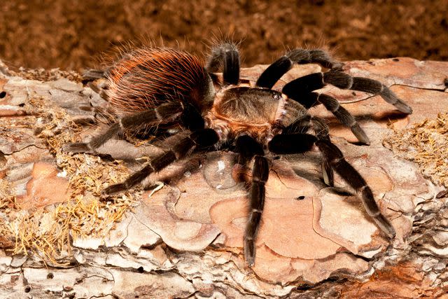 <p> Getty Images/Danita Delimont</p> These spiders burrow in the ground and often live in close proximity to other spiders.