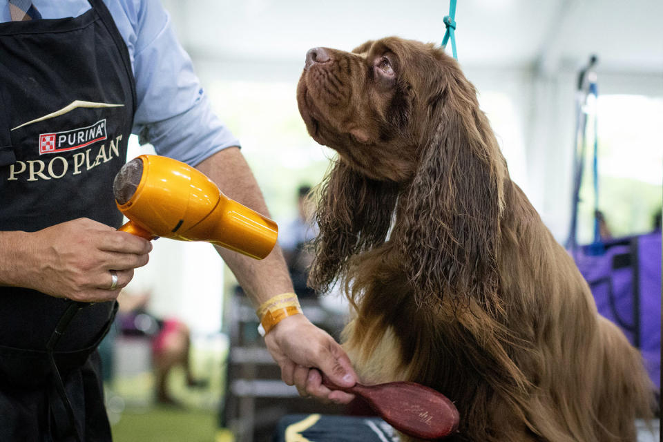Image: Sussex Spaniel westminster kennel dog club show (Kena Betancur / AFP - Getty Images)