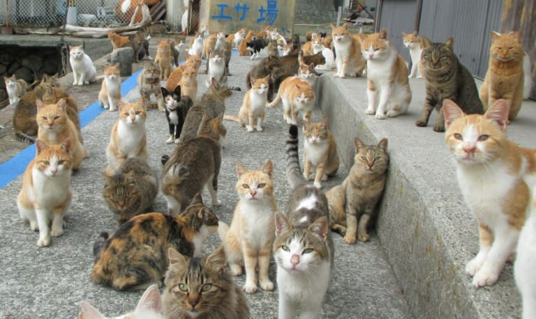 Feeding Cats on famous Aoshima nekojima Japanese cat island pier Stock  Photo