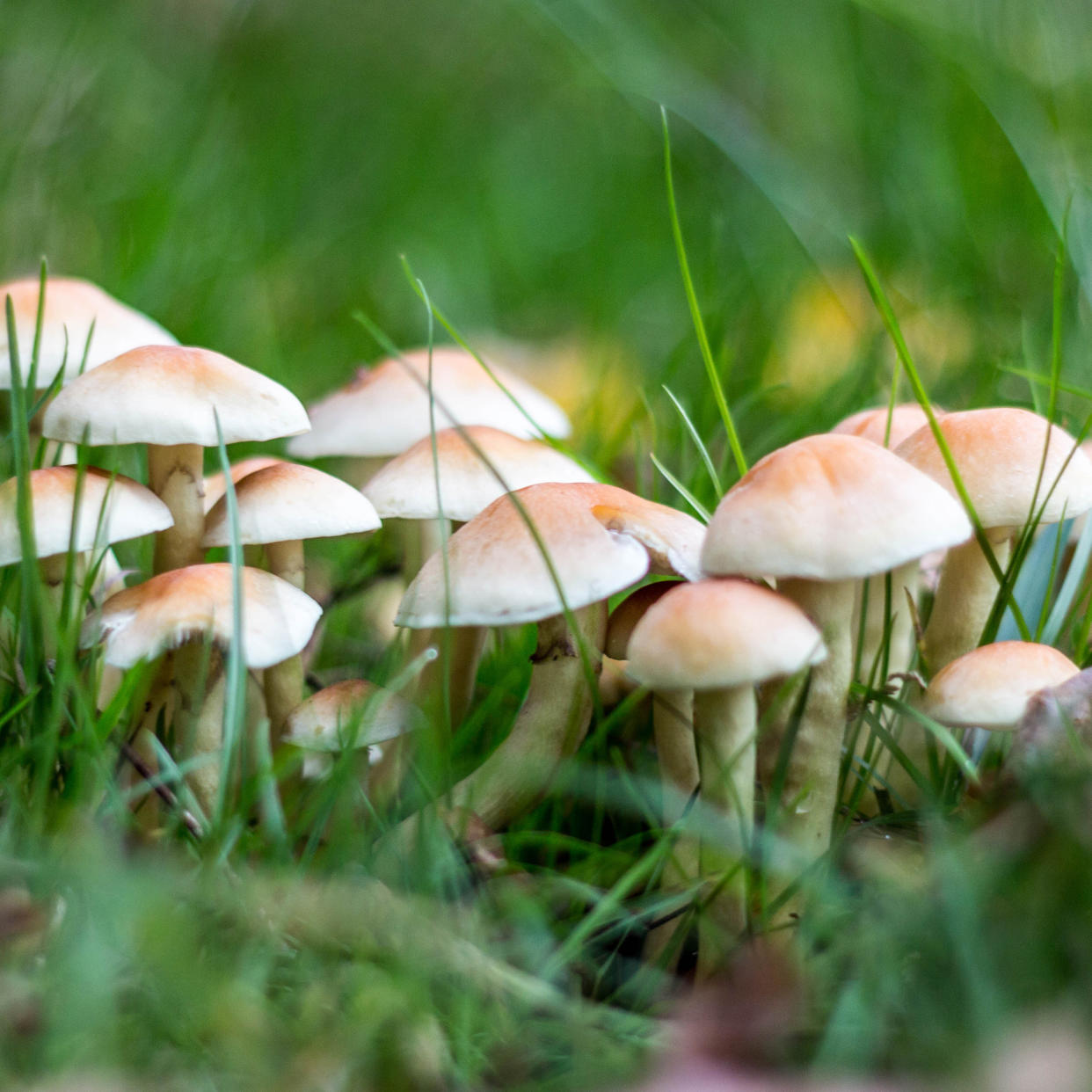  mushrooms growing in garden grass 