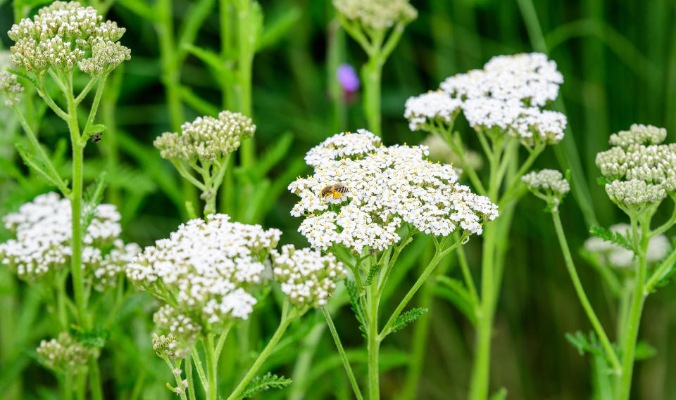 Small white yarrow flowers (Cristina Ionescu / Getty Images)