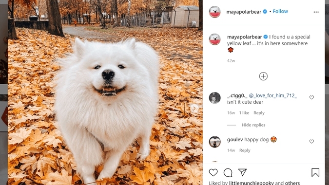 MAYA THE SAMOYED (@mayapolarbear) Instagram