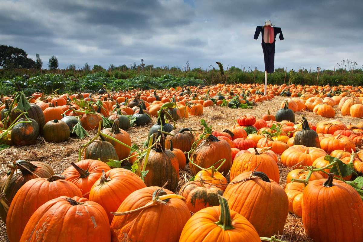 Scarecrow, Halloween pumpkin patch, Santa Ynez Valley, California