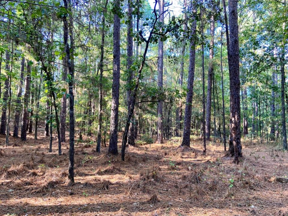 Harbison State Forest in Columbia, South Carolina