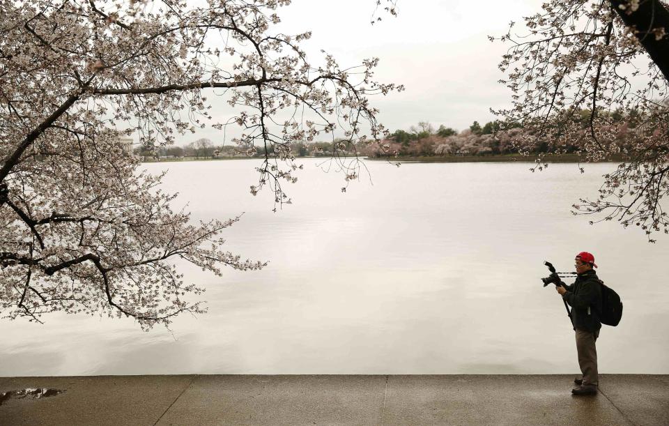 Man photographs cherry blossom trees at the Tidal Basin in Washington