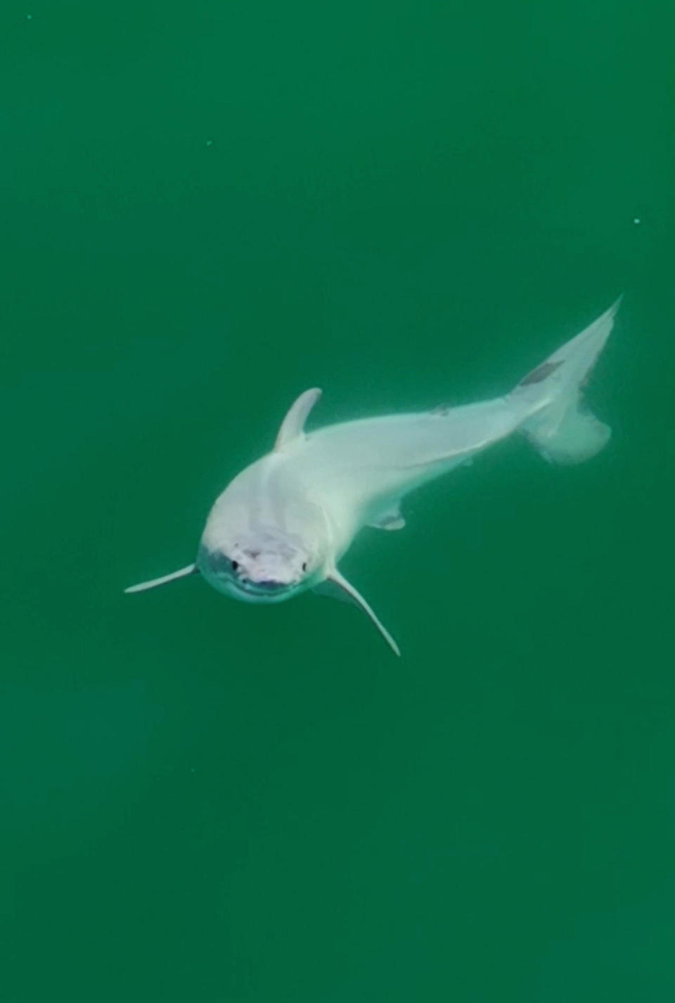 A longtime wildlife photographer captured a drone image of what's believed to be the first-ever sighting of a live newborn great white shark.  / Credit: Carlos Gauna/ @TheMalibuArtist