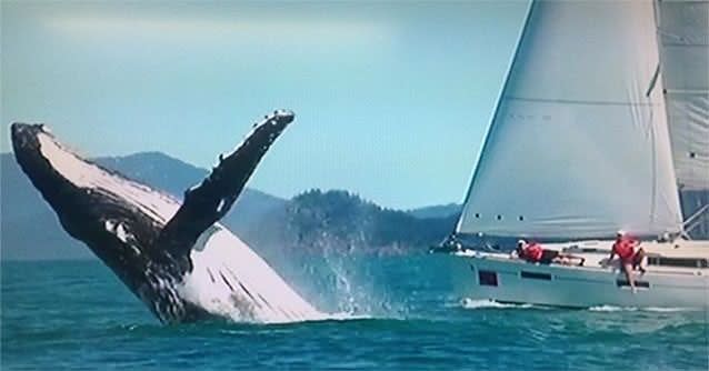 Race participants marvel at a Humpback whale breaching alongside their yacht near Hamilton Island. Photo: 7News/Twitter