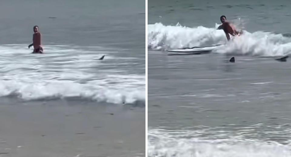 Shark fin near swimmer at Manly beach; Shark fins near surf lifesaver