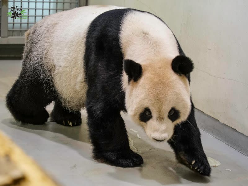 ▲台北市立動物園大熊貓「團團」去年11月逝世，近期傳出中國欲再啟動「熊貓外交」。（圖／台北市立動物園）