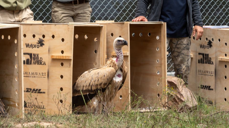 A vulture is released at the private game reserve, over 1,000 kilometers from the VulPro rehabilitation center. The relocation is part of efforts to establish new vulture populations over a wider area of South Africa, as well as reducing the risk of an infectious disease event in high-density environments like rehabilitation centers. - Courtesy VulPro