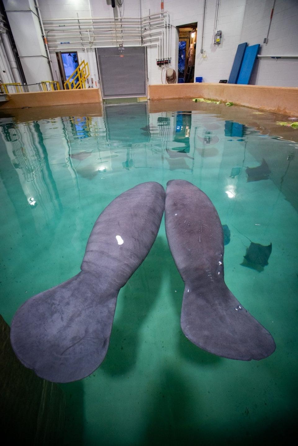 The Columbus Zoo and Aquarium has received four new rescued wild manatees in need of rehabilitation, all juvenile females of which three are orphans, who will join these two male manatees that came to the zoo in April and three others, including one not expected to ever be released back into the wild due to extensive injuries.