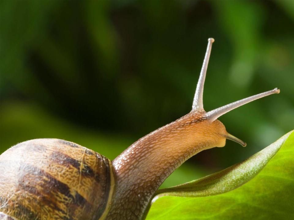 Snails are useful for studying how memories are formed because their neurons are large and relatively easy to work with (Alamy)