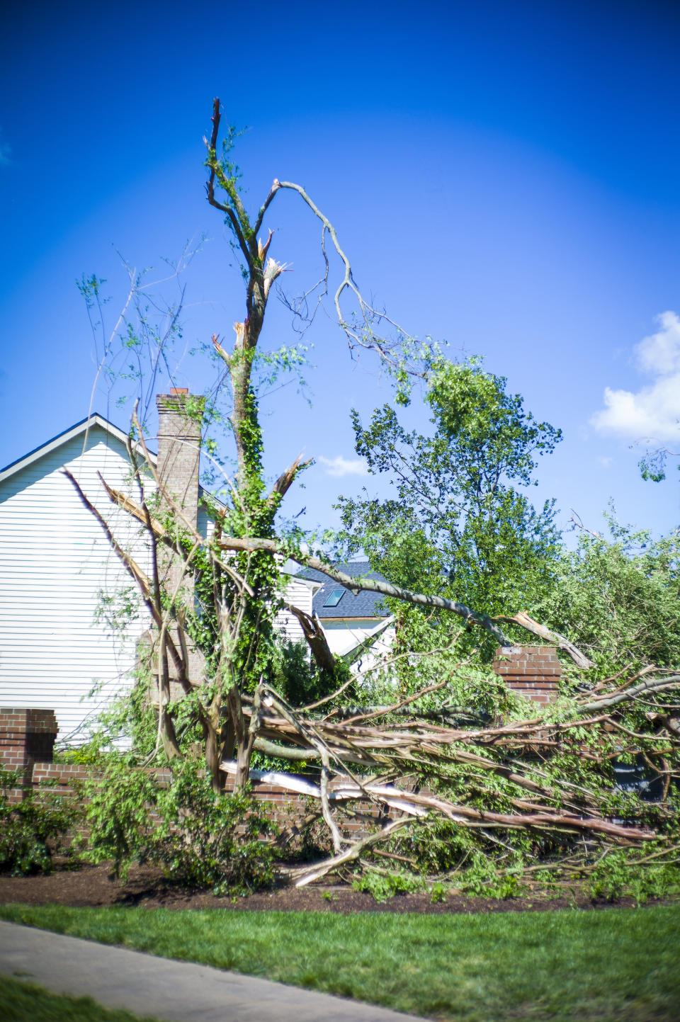 A toppled tree lies in the Great Neck area of Virginia Beach, Va., on Monday May 1, 2023. The City of Virginia Beach declared a state of emergency after a tornado moved through the area Sunday and damaged dozens of homes, downed trees and caused gas leaks. (AP Photo/John C. Clark)