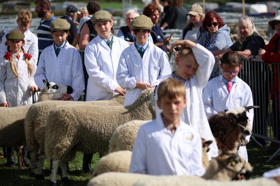 Pupils Megan, Abbie and Corey wait for the judge to deliver his results as they compete in the Young Handlers class at the Westmorland County Show (Reuters)