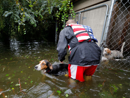 Abandoned dogs trapped in a cage, filling with rising floodwater, swim away after volunteer rescuer Ryan Nichols of Longview, Texas, freed them in the aftermath of Hurricane Florence, in Leland, North Carolina, U.S., September 16, 2018. REUTERS/Jonathan Drake