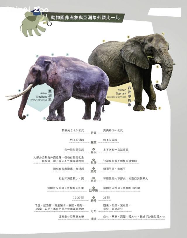 亞洲象v S 非洲象怎麼分 動物園揭 4大外觀 看象鼻就可以