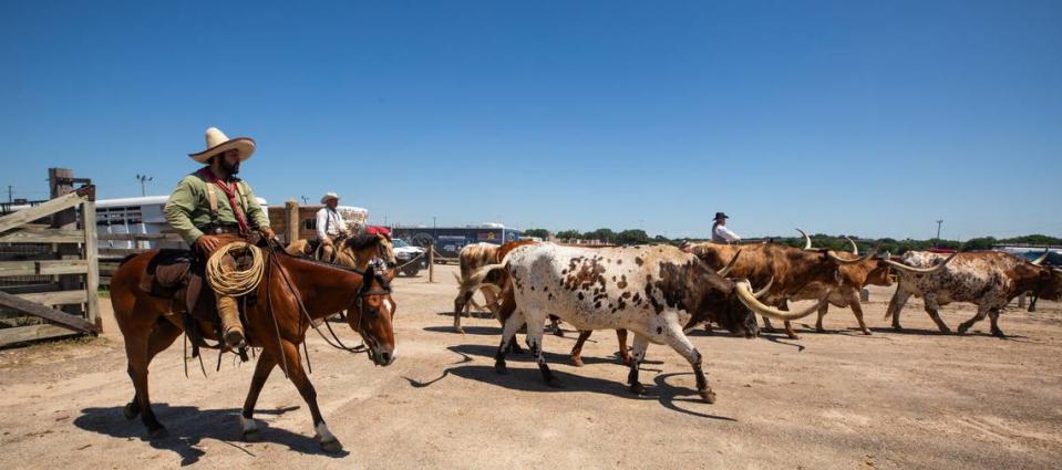 A rancher leads cattle out of the hearing pens on Friday, June 7, 2024, at the Fort Worth Stockyards. New developments to the Stock Yards will consist of underground parking garages, new pens for cattle and horses, and public spaces and amenities.