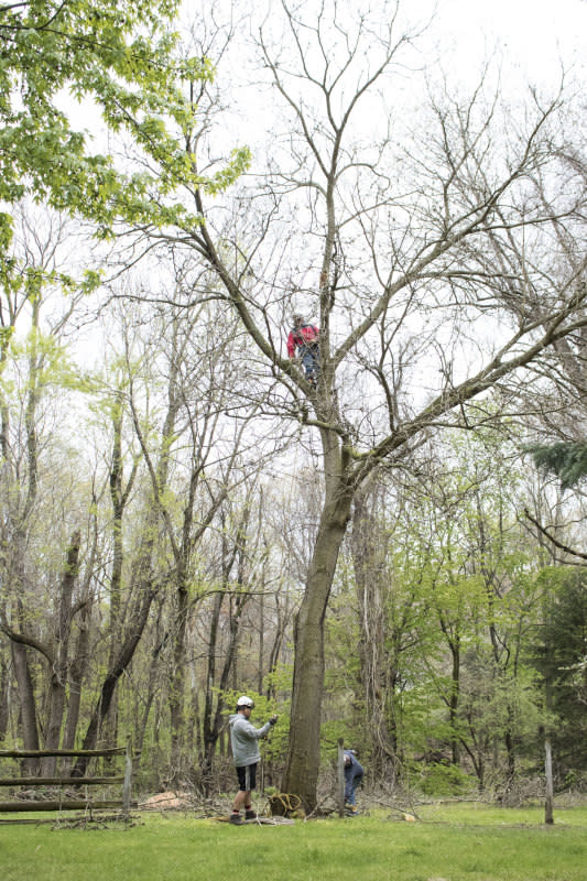 Schedule pruning before the leaves are on the trees.<p>Emily Fazio</p>