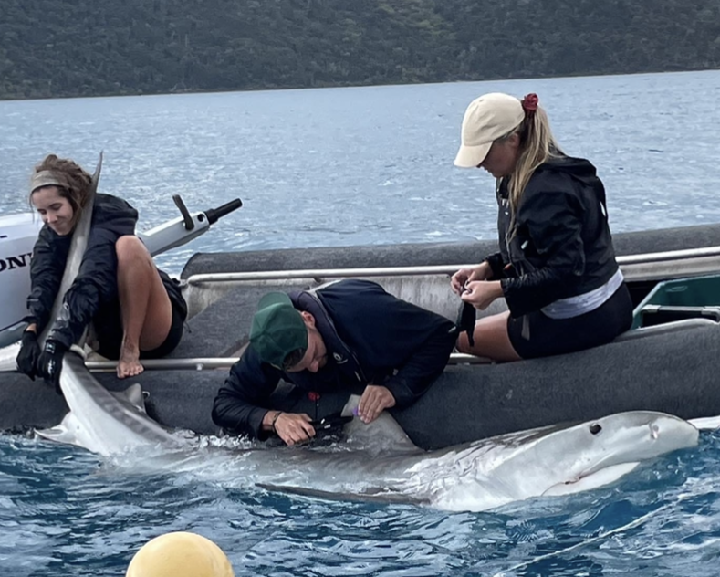 Nicholas and two colleagues on a boat, fitting a tracker to a shark in the water.