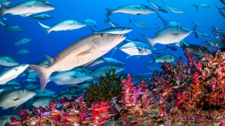 Peces en el mar. 