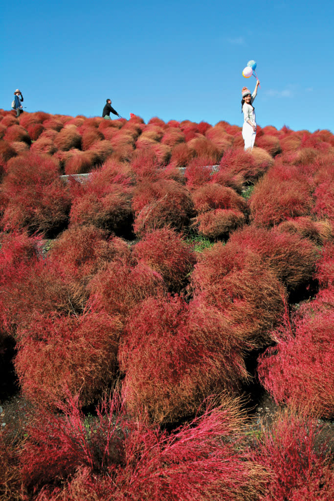 留意由即日至10月19日，公園會舉行コキア紅葉嘉年華會，不可錯過！