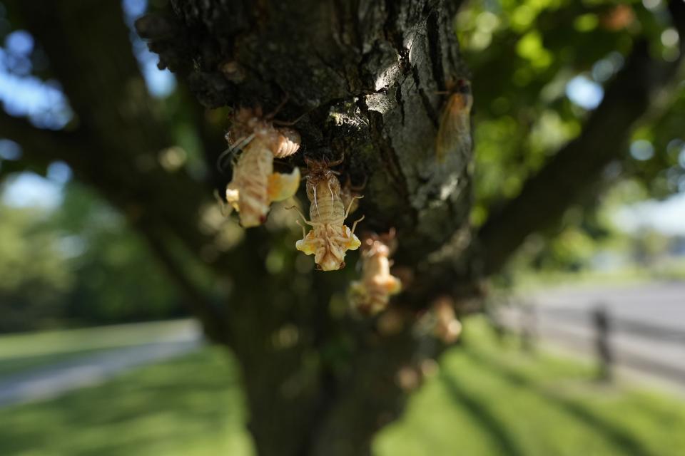 Periodical cicada, in the process of shedding their nymphal skins, cling to a tree branch early Sunday, May 19, 2024, in Charleston, Ill. (AP Photo/Carolyn Kaster)