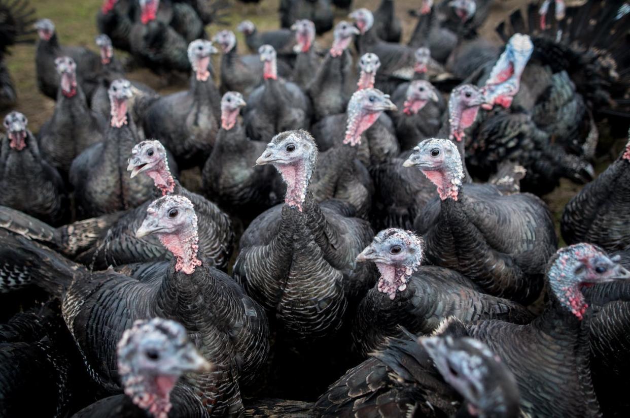 Not everyone is a fan of Turkey Day. <a href="https://www.gettyimages.com/detail/photo/free-range-bronze-turkeys-royalty-free-image/1282776886?adppopup=true" rel="nofollow noopener" target="_blank" data-ylk="slk:E4C via Getty Images;elm:context_link;itc:0;sec:content-canvas" class="link ">E4C via Getty Images</a>