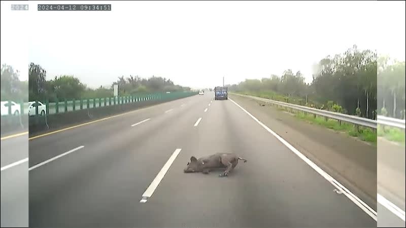 國道三號苗栗竹南路段發生黑豬掉落意外，黑豬跳車逃生慘遭後車輾斃。（圖／翻攝快樂運轉手）國道又發生豬隻掉落意外！日前一輛載運豬隻的貨車，行經國道三號南下177公里處苗栗竹南路段時，疑似因載運豬隻的鐵籠未加蓋，其中一頭黑豬為了逃生，爬出鐵籠外摔落車道，後方大車駕駛閃避不及，黑豬被輾過當場斃命，所幸黑豬掉落在外線車道，並未釀成後續交通事故。對此，國道警方表示目前尚未接獲相關檢舉，依影片內容判斷，運豬車司機已違反道路交通處罰條例第30條，依法可處新臺幣三千元以上、一萬八千元以下罰鍰。