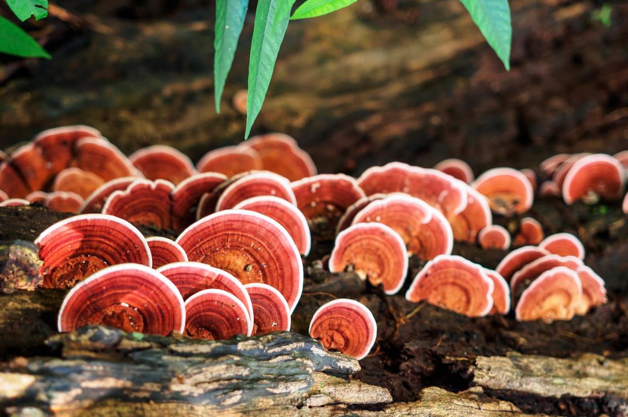 <a href="https://www.shutterstock.com/es/image-photo/ganoderma-lucidum-mushroom-ling-zhi-on-740775880" rel="nofollow noopener" target="_blank" data-ylk="slk:Sritakoset/Shutterstock;elm:context_link;itc:0;sec:content-canvas" class="link ">Sritakoset/Shutterstock</a>