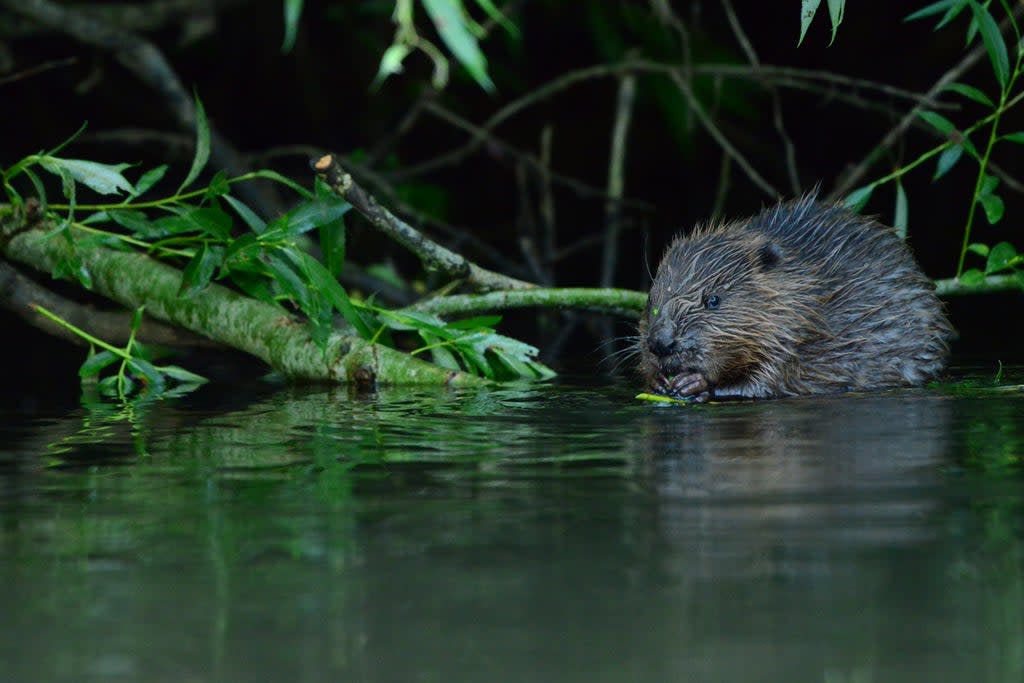 A feeding yearling beaver on the Avon catchment (Bevis Watts/Avon Wildlife Trust/PA)