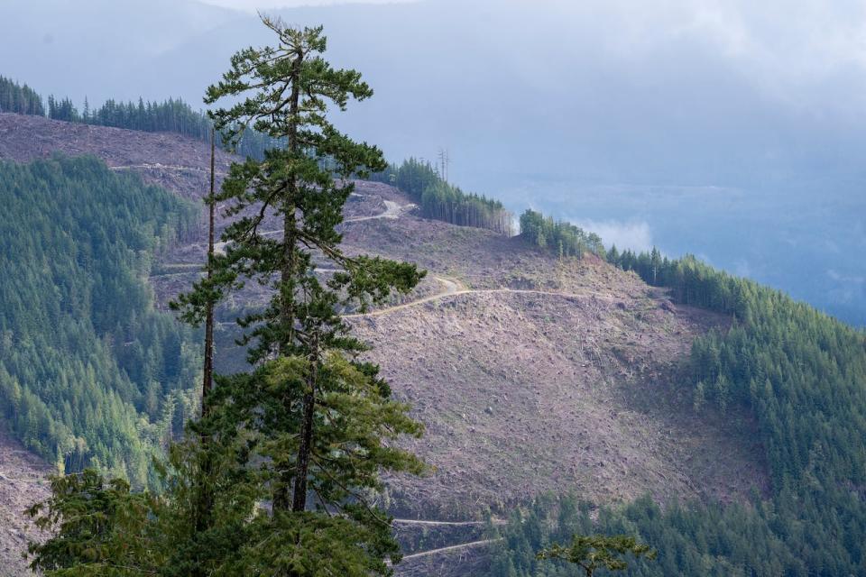 The remains of a cut block is seen near Port Renfrew in 2021. Canada's forest carbon accounting system is a complex model that estimates the carbon in harvested trees, along with the carbon removals from the replanted trees and many other sources to get an accurate picture of forest emissions.