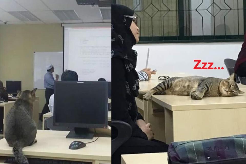 <p>馬來西亞一所大學裡出現一隻虎斑貓，在上課時公然狂睡（圖／FB@Labun Ex-KICT）</p>
