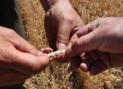 Russian farmers display wheat that has been ruined by excessive heat and dehydration in Mokrye Kurnali in 2010. The World Bank warned Sunday that global temperatures could rise by four degrees this century without immediate action, with potentially devastating consequences for coastal cities and the poor