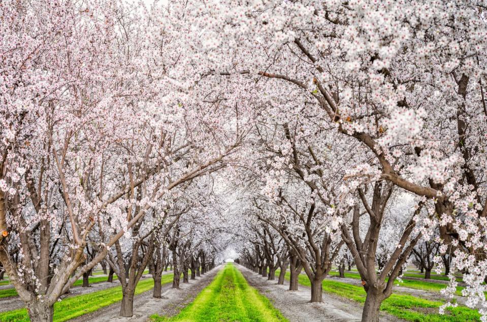 20) Neither D.C. nor Japan hold the title of "Cherry Blossom Capital of the World."