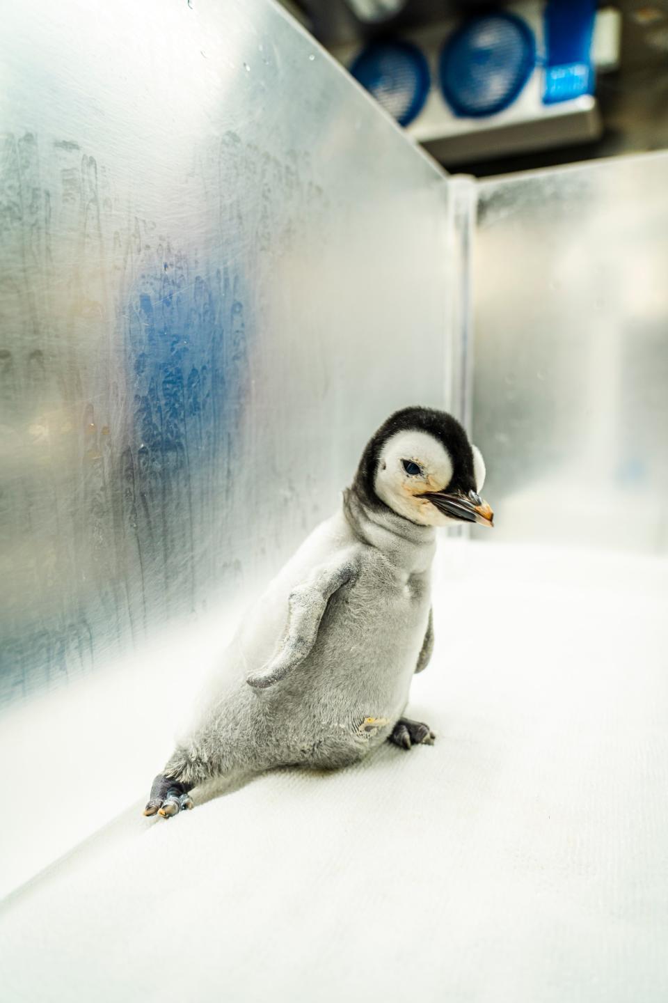 Meet SeaWorld San Diego's newborn emperor penguin chick, who hatched on Sept. 12, 2023, and will be named with the help of the public.
