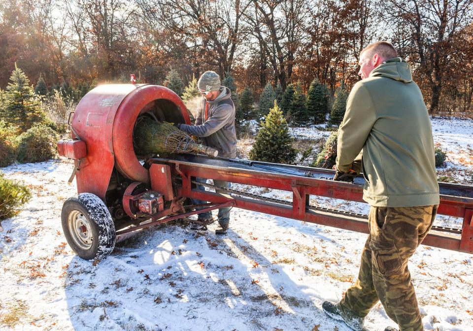 Justin Zeroth and Adam Thomas, Jan's Christmas Trees, bale, sort and stack trees to be shipped Tuesday, Nov. 13, 2018, near Clear Lake.