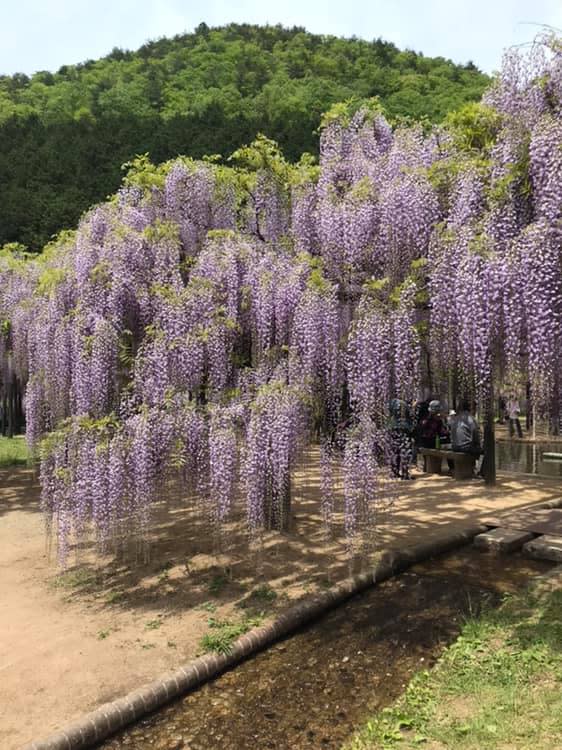 白井大町藤公園