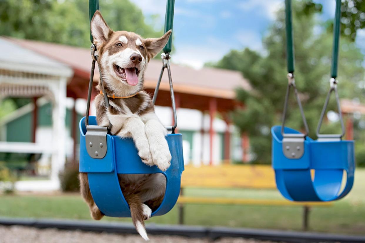 A dog on a blue park swing