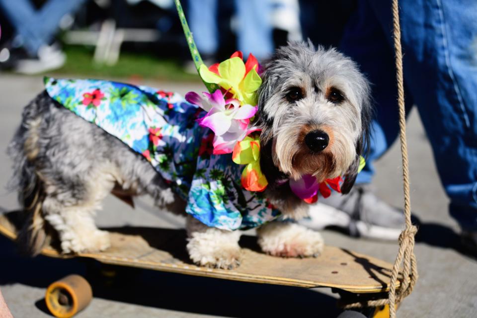 Dog on a skateboard wearing a floral garment and a lei around the neck