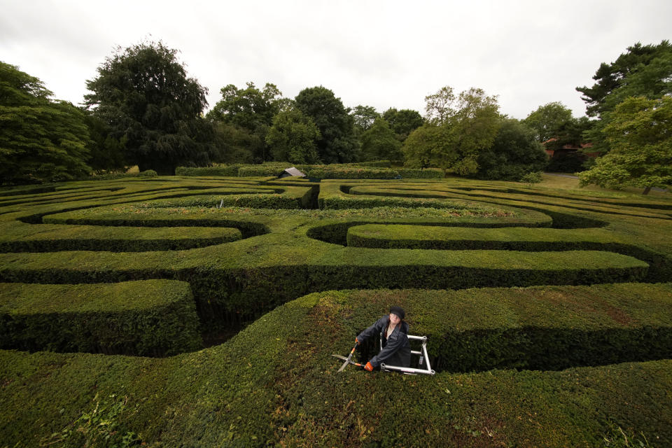 Gardener Gemma Hearn looks up as she poses for photographs whilst making a final trim of the Hampton Court Maze before it reopens to the public, at Hampton Court Palace, in south west London, Friday, July 30, 2021. The maze, which was first planted in 1689 and is the oldest hedge maze in Britain, reopens to visitors on Saturday after being closed since the beginning of the UK's coronavirus outbreak in March 2020. Three gardeners have worked on trimming it for two weeks ahead of the reopening. (AP Photo/Matt Dunham)