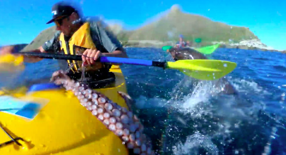 GoPro footage shows giant seal throws octopus at New Zealand kayaker in fight