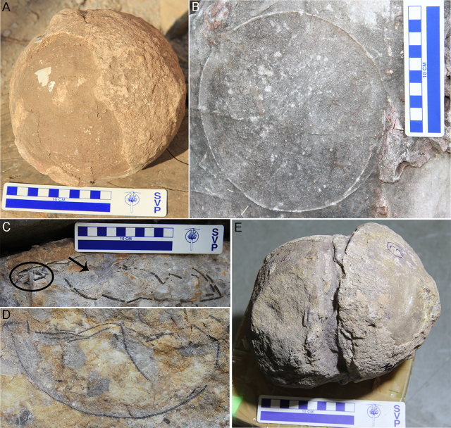 Paleontologists make rare discovery of 256 dinosaur egg fossils in India