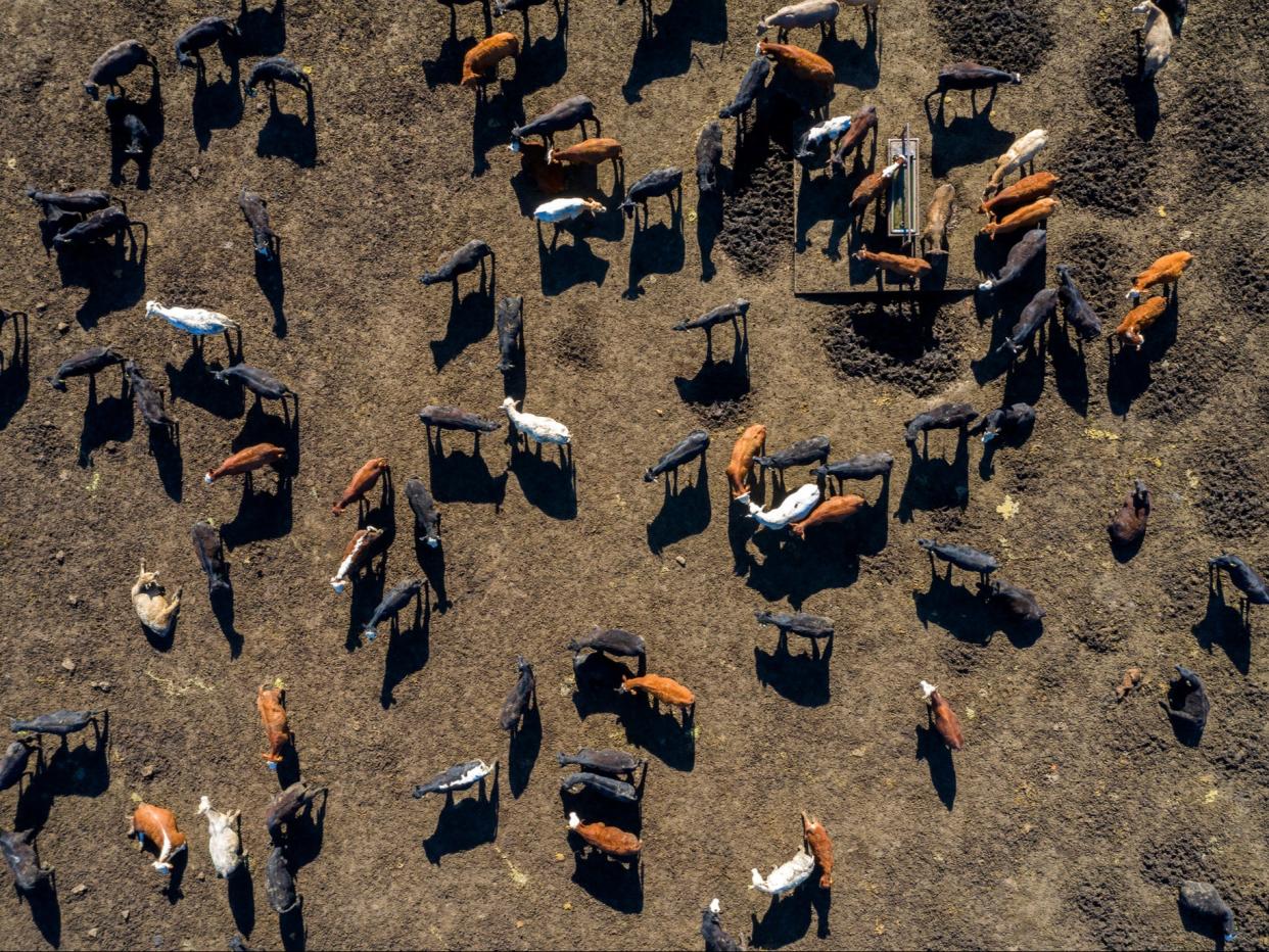 <p>A beef herd in Texas</p> (Getty)