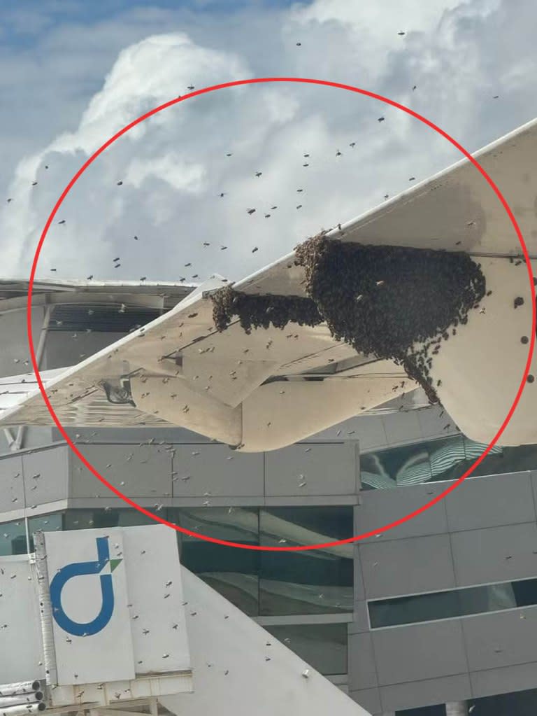 “They began buzzing around the entire aircraft,” passenger Everton César told local media of the bees. “We were taken by surprise.” Jam Press