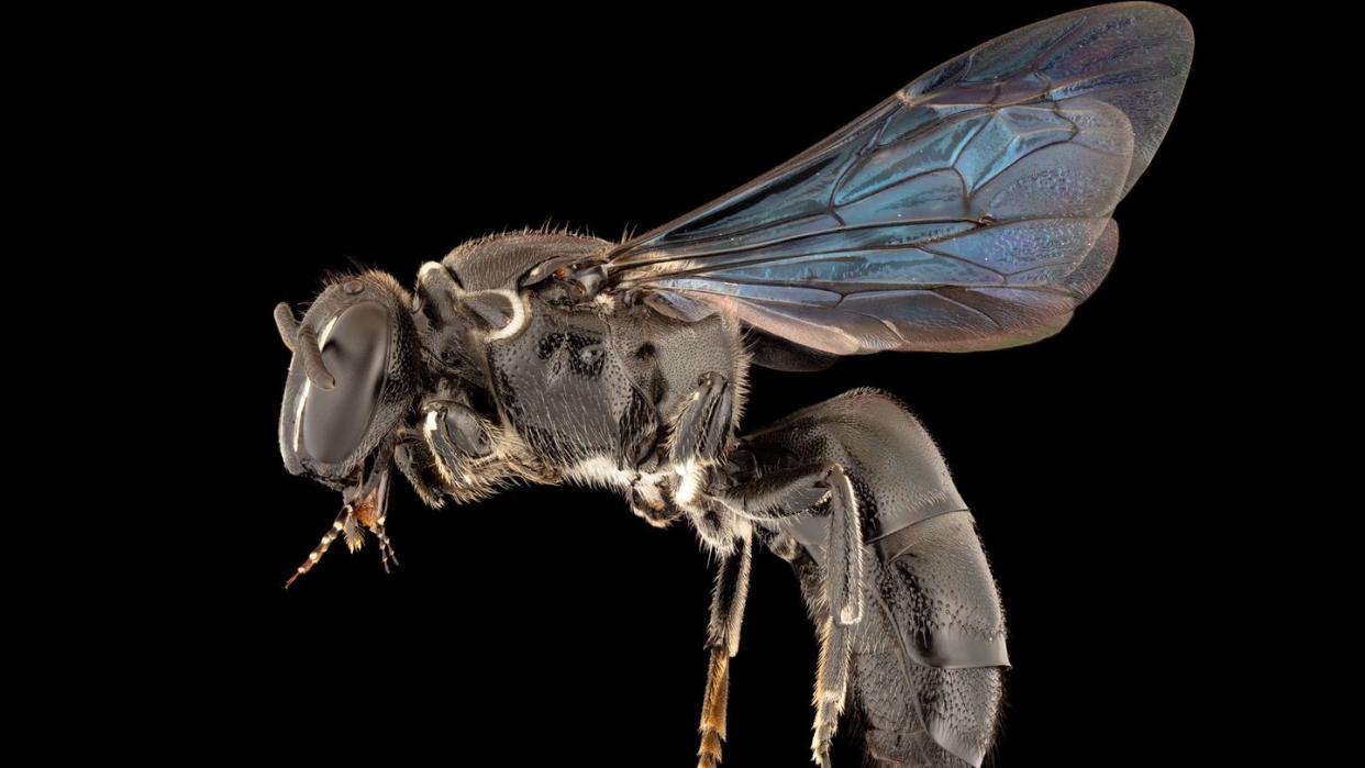 Das Handout zeigt eine Biene der Art «Pharohylaeus lactiferus». Die seit fast 100 Jahren verschollene Bienenart ist jetzt erstmals wieder an der australischen Ostküste gesichtet worden.