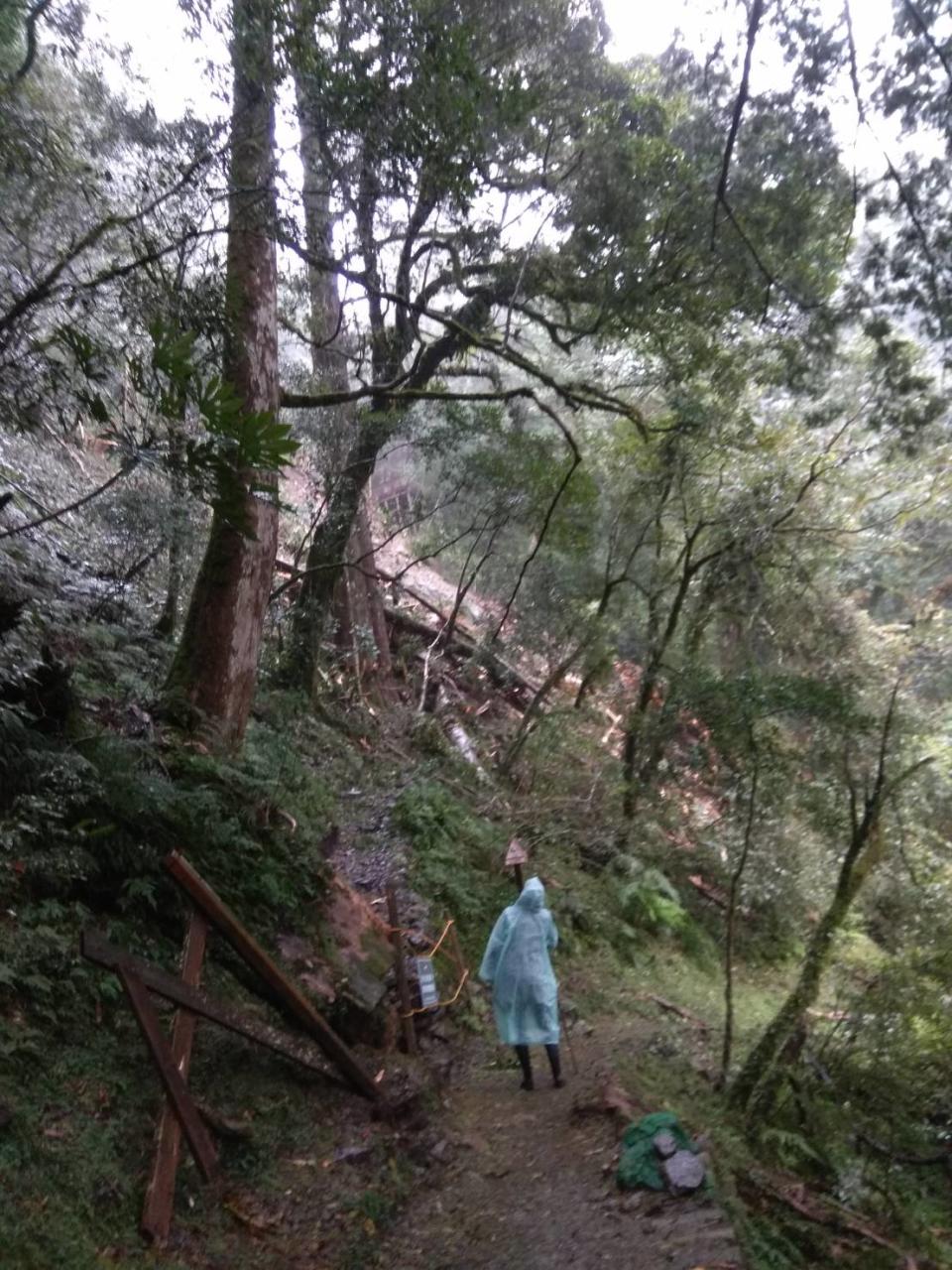 新竹林管處表示，倒塌的紅檜巨木樹齡超過千年。   圖：新竹林區管理處／提供